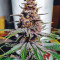 Purple Queen fem: seeds for sale, strain information and customer reviews