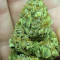 Vente de graines de cannabis Wedding Glue Auto (Fast Buds)