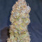 Mexican Airlines Auto (Fast Buds)