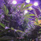 Northern Light X Big Bud Cannabis-Samen Kaufen