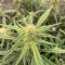 Vente de graines de cannabis Purple Lemonade Auto (Fast Buds)