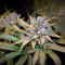 Gorilla Z Seeds - Cannabis Strain Seeds for Sale
