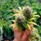 White Widow feminized seeds for sale by Seedstockers
