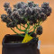 Vente de graines de cannabis Dark Devil Auto (Sweet Seeds)