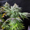 Acapulco Gold Feminized Seeds