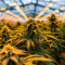 Acapulco Gold Feminized Seeds
