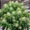 Auto Speed Haze (Blackskull Seeds)
