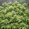 Bubblehead 13 Seeds
