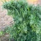 Chemdog Fast Version Seeds (Seedkeepers)