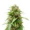 Graines de cannabis Easy Bud Auto (RQS)