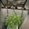 Gelato Fast Seeds