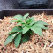 Gorilla Glue (Herbies Seeds)