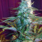 GH Cheese x Lemon Wookie Glue feminized seeds