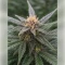 Godfather OG Seeds