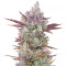 Gorilla Cookies Auto feminized seeds