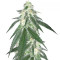 Grandaddy Black (Original Sensible Seeds)