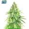 High-THC Bundle #2