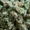Jumping Jack Dash Auto feminized seeds