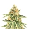 Killer Queen Seeds (Brothers Grimm Seeds)