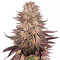 Mimosa x Orange Punch Feminized Seeds (Barneys Farm)