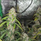 Original Auto Sour Diesel (Fast Buds)