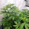 Semi femminizzati Panama Haze Regular