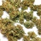 Semi femminizzati Panama Haze Regular