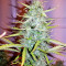 Graines de cannabis Pink Floyd Regular (Mr. Nice Seedbank)