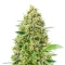 Princess Haze Feminized Seeds (Brothers Grimm Seeds)