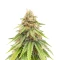 Sementes Feminizadas de Purple Gelato Autoflower (Seedkeepers)