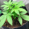 Graines de Purple Juice Auto (Herbies Seeds)