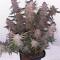 Purple Punch Auto Seeds