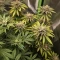 Purple Queen Seeds (Royal Queen Seeds)