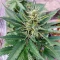 Section 781 Autoflowering Seeds (Blimburn x Herbies)