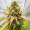 Section 781 Fast Flowering Seeds (Blimburn x Herbies)
