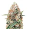 Graines de cannabis Skunky Monkey Auto (Heavyweight Seeds)