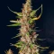 Totally Alpha OG Auto Seeds (AlphaFem Seeds)