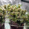 Graines de cannabis Venice Beach Afghan (Kera Seeds)