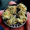 White Widow x Big Bud feminized seeds