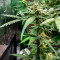 Girl Scout Cookies Autoflower (Herbies Seeds)
