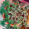 Moby Dick strain seeds