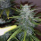 Purple Skunk Mass (Critical Mass Collective Seeds)