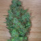 Honey Cream fem (Fast Flowering)