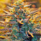 Jack 47 Auto Seeds