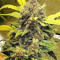 Semi femminizzati originali Auto Chemdawg