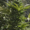 Semi di Amnesia Haze femminizzati (Soma Seeds)