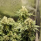 Black Jack Seeds