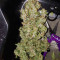 Blueberry 420 Auto Seeds