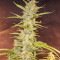 CBD Auto Compassion Lime Seeds