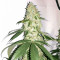 Ghost Rider OG Regular seeds